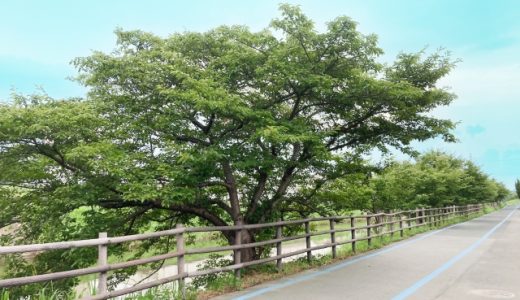 道路にはみ出た木で車に傷！責任と対処法を徹底解説
